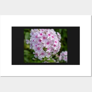 Beautiful White And Pink Centred Phlox Paniculata Flower Posters and Art